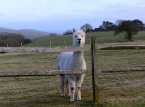 Alpaca